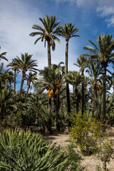 Obraz premium tropical palms and green blue sky 