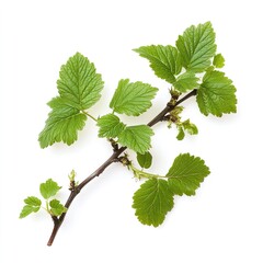 Lush Currant Bush Branch with Fresh Young Leaves Isolated on a Pristine White Background, Representing New Beginnings