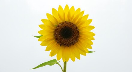 Obraz premium Isolated Yellow Sunflower Blossom on White Background for Nature Concepts