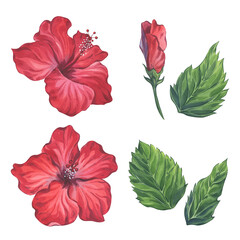 Red Hibiscus Flowers and Leaves Watercolor Set