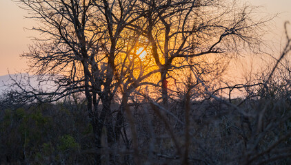 Fototapeta premium Landscape - Sunset in Kruger National Park South Africa