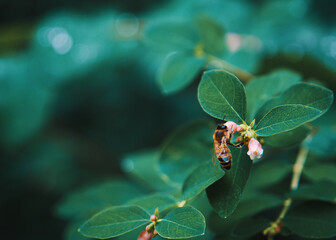 ladybug on a leaf
