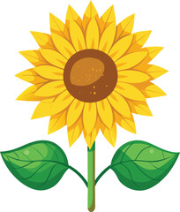 Single Vibrant Sunflower with Golden Yellow Petals and Dark Brown Center Isolated on White Background, Golden Sunflower Bloom, Isolated Sunflower Photo, Bright Floral Head Image
