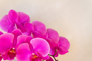 Obraz premium Pink flowers of the phalaenopsis dendrobium orchid on a gray beige background on the right. blank space for text. Background with orchid flowers
