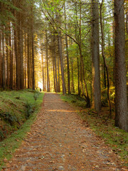 Obraz premium a walking path through a forest lined with tall trees and sunlight shining through the trees. 