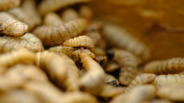 Black Soldier Fly Larvae (Hermetia illucens) or maggots are animals that are able to decompose organic waste, and are also commonly used as protein-rich animal feed.