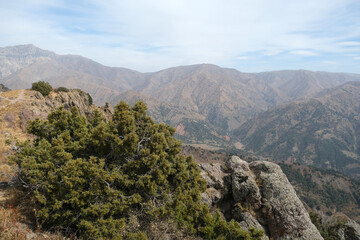 mountain landscape with trees in the foreground, Tien Shan, Uzbekistan