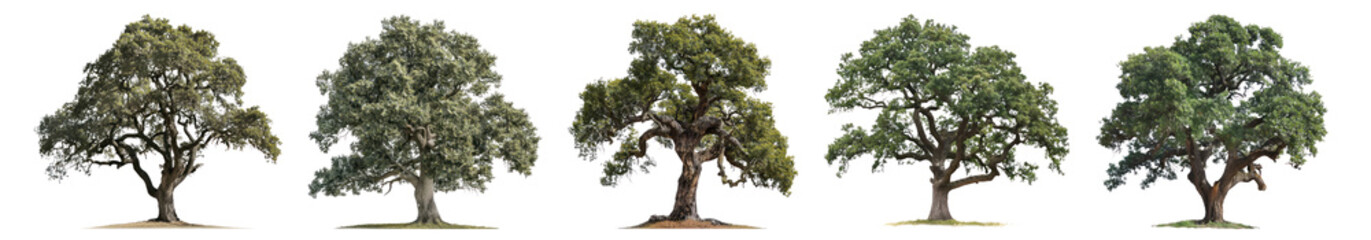 PNG Diverse trees beautifully aligned, element set on transparent background