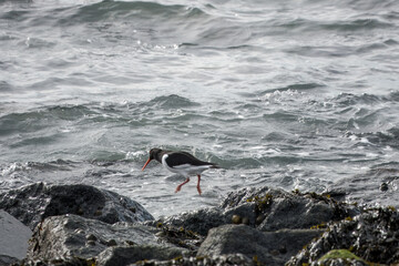 Oystercatcher haematopus ostralegus jumping off the rocks into the sea