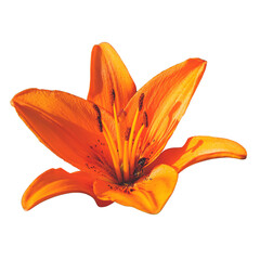 minimalist aeshetic color orange lily flower isolated transparent backgroung PNG