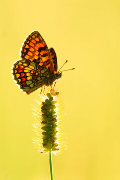 farfalla