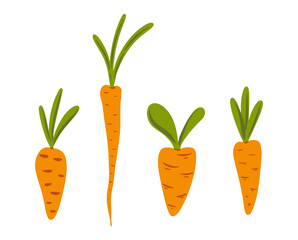 Set hand drawn carrots, vegetable illustration, cute food art collection vector illustration