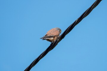 kestrel a bird of prey species belonging to the kestrel group of the falcon family perched on a...