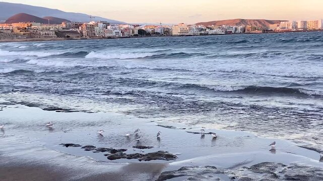 Tiny Semipalmated Sandpiper (Calidris pusilla) birds running on the wet sand of a coast in Tenerife,Canary Islands,Spain,4K
