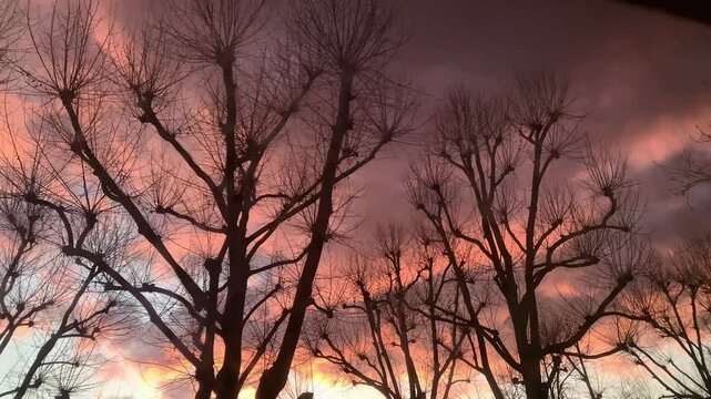 Glowing Ember Clouds, Silhouetted Pollarded Trees, London Plane Trees In Notting Hill, Winter Dramatic Atmospheric Fiery Sunset Sky, Golden Hour Clouds, Leafless Bare Branches Silhouettes, Dusk