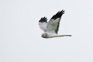 Northern Harrier flies in the fog