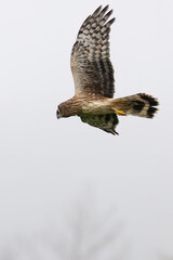 Northern Harrier flies in the fog