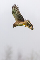 Northern Harrier flies in the fog