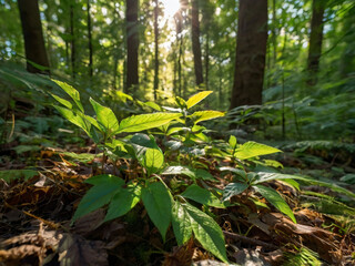 Butning Forest. New trees in a forest clearing. Sunlight through the trees illuminates the young shoots.