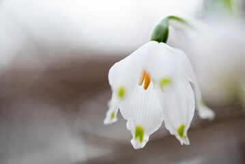 crocus