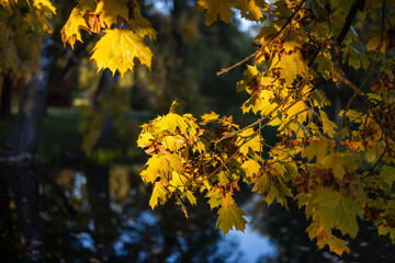 Sunlit branches with yellow-green leaves stretch over a calm, dark lake. Gentle reflections shimmer...