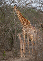 Afrikanische Tiere Giraffenkuh mit Jungtier Giraffenkalb im Busch vom Krüger National Park Südafrika