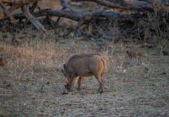Afrikanische Tiere Warzenschwein im Busch vom Krüger National Park Südafrika