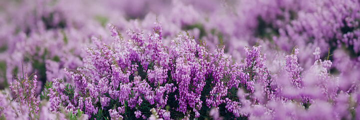 Obraz premium Purple Heather in Bloom, a Field of Delicate Flowers
