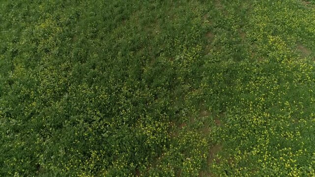 green grass 