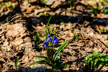 Blue scilla flowers in the forest on spring