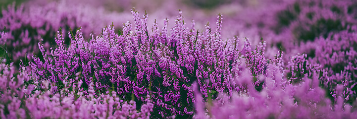 Fototapeta premium Blooming Purple Heather Field in Full Bloom