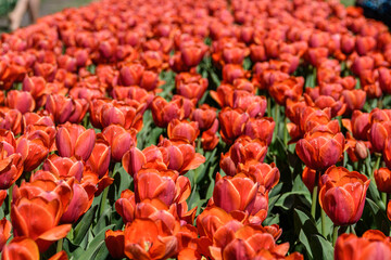 Blooming tulips in flower bed at the city park