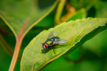fly sitting and resting on a green leaf in the garden in summer on a sunny warm day. beautiful nature and insects in the garden.