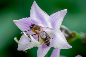 honey bee sitting on a flower, insect collecting pollen to produce honey. work of bees
