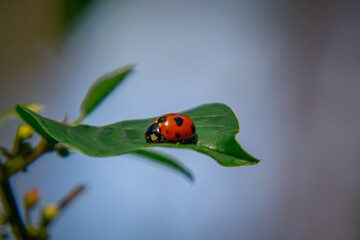 seven-spot ladybug found on a leaf in the forest on a macro scale
