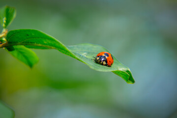 seven-spot ladybug found on a leaf in the forest on a macro scale