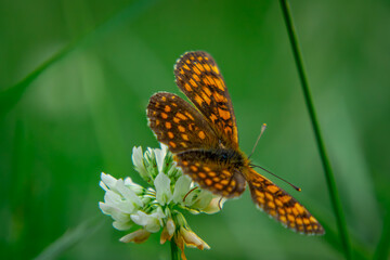 Melitaea athalia - Melitaea atalia - a beautiful colorful butterfly sitting on a flower in the forest. macro scale