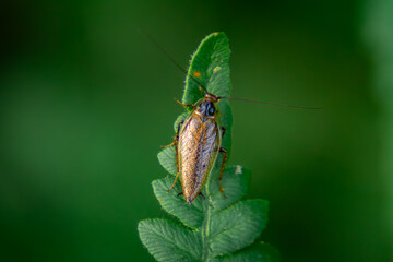 Ectobius lapponicus insect sitting on a green leaf in the forest. blurry background, macro scale