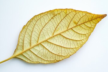 Fototapeta premium A close-up view of a single leaf on a white surface, ideal for use in still life photography or design projects