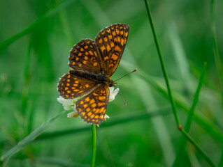 Melitaea athalia - Melitaea atalia - a beautiful colorful butterfly sitting on a flower in the forest. macro scale