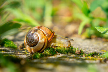 snail crawling on the road on a spring day after the rain, blurry colorful background