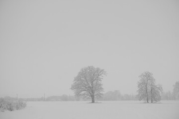 lone trees on snow covered field. Misty air, snowstorm. Minimalist landscape, Latvia