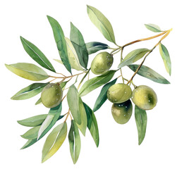 PNG Olive annonaceae produce plant.