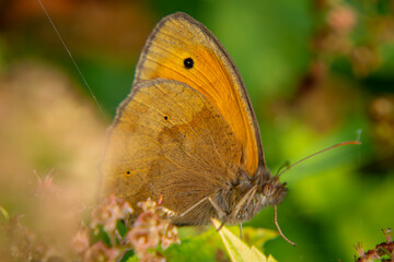 a butterfly sitting on vegetation on a beautiful spring day. photo macro
