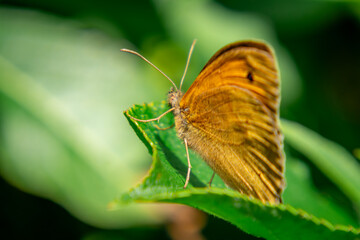 beautiful insect, butterfly sitting on a green leaf in the garden in spring