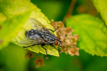 large insect, fly sitting on a leaf in nature. macro photo