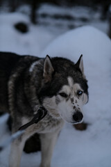 portrait of gray Siberian husky dog in winter
