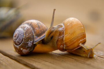 two snails crawling on the board. one snail enters and climbs on the other