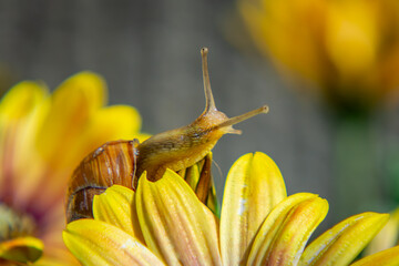 a snail crawling on a colorful flower called African daisy on a beautiful sunny spring day