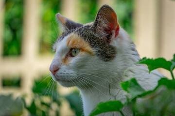 Fototapeta premium portrait of a tricolor cat among spring greenery